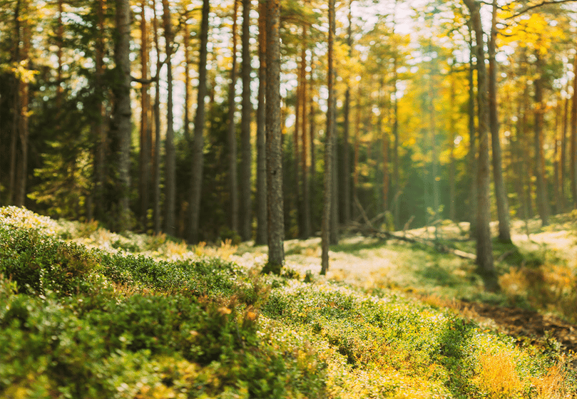 foto van een bos foto van een bos