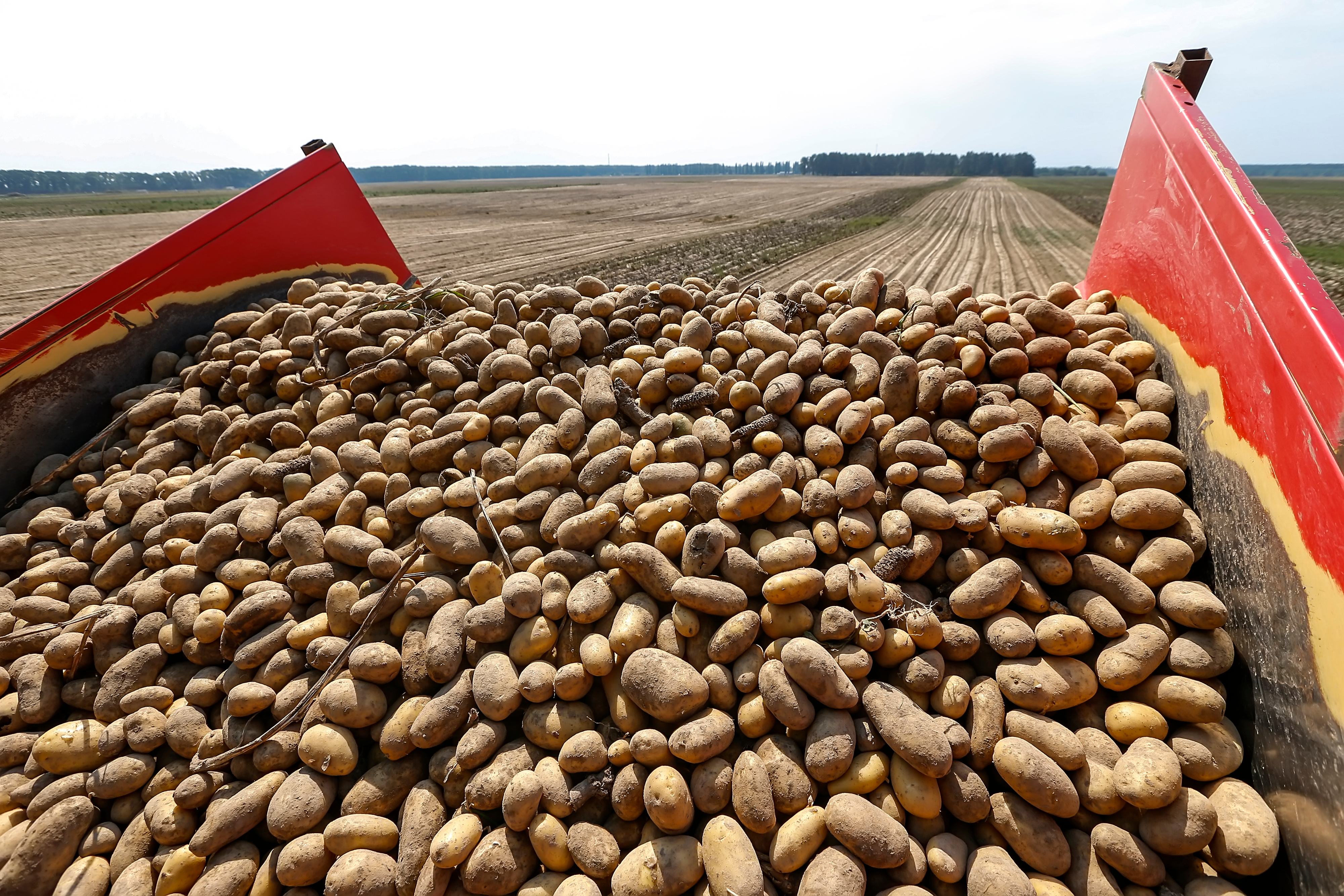 potatoes
